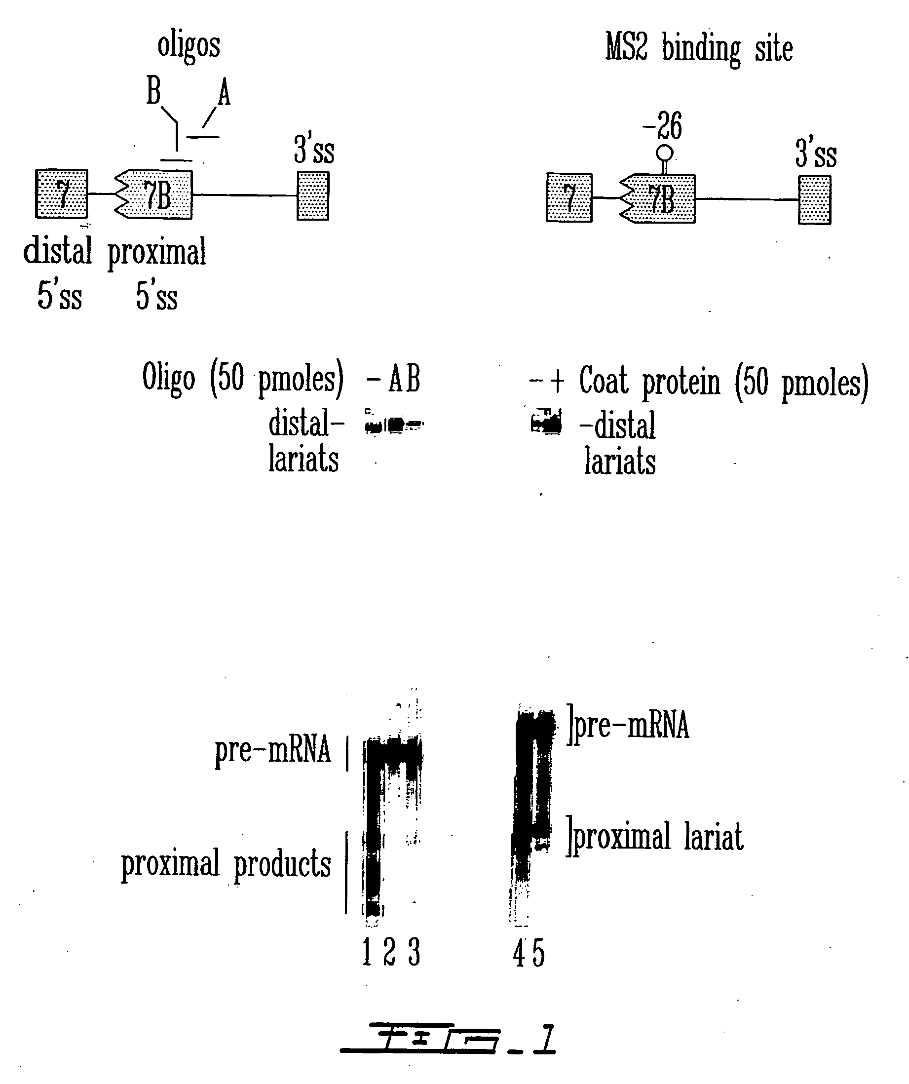 Methods to reprogram splice site selection in pre-messenger rnas