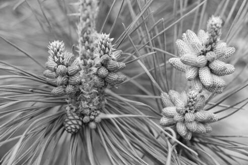 A kind of chemical detasseling method of black pine