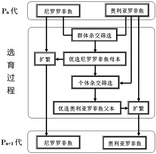 High-reproduction type Nile tilapia and blue tilapia cross-breeding line selection method