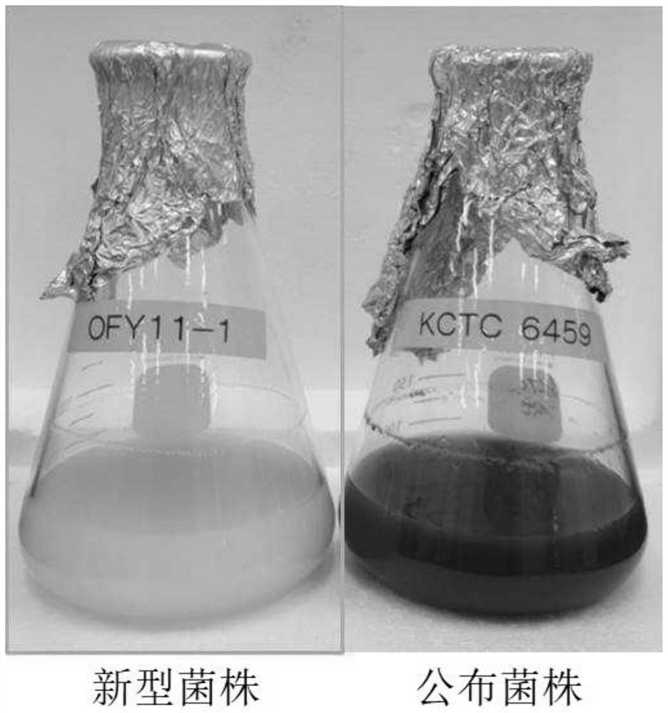 Novel aureobasidium pullulans strain and use thereof