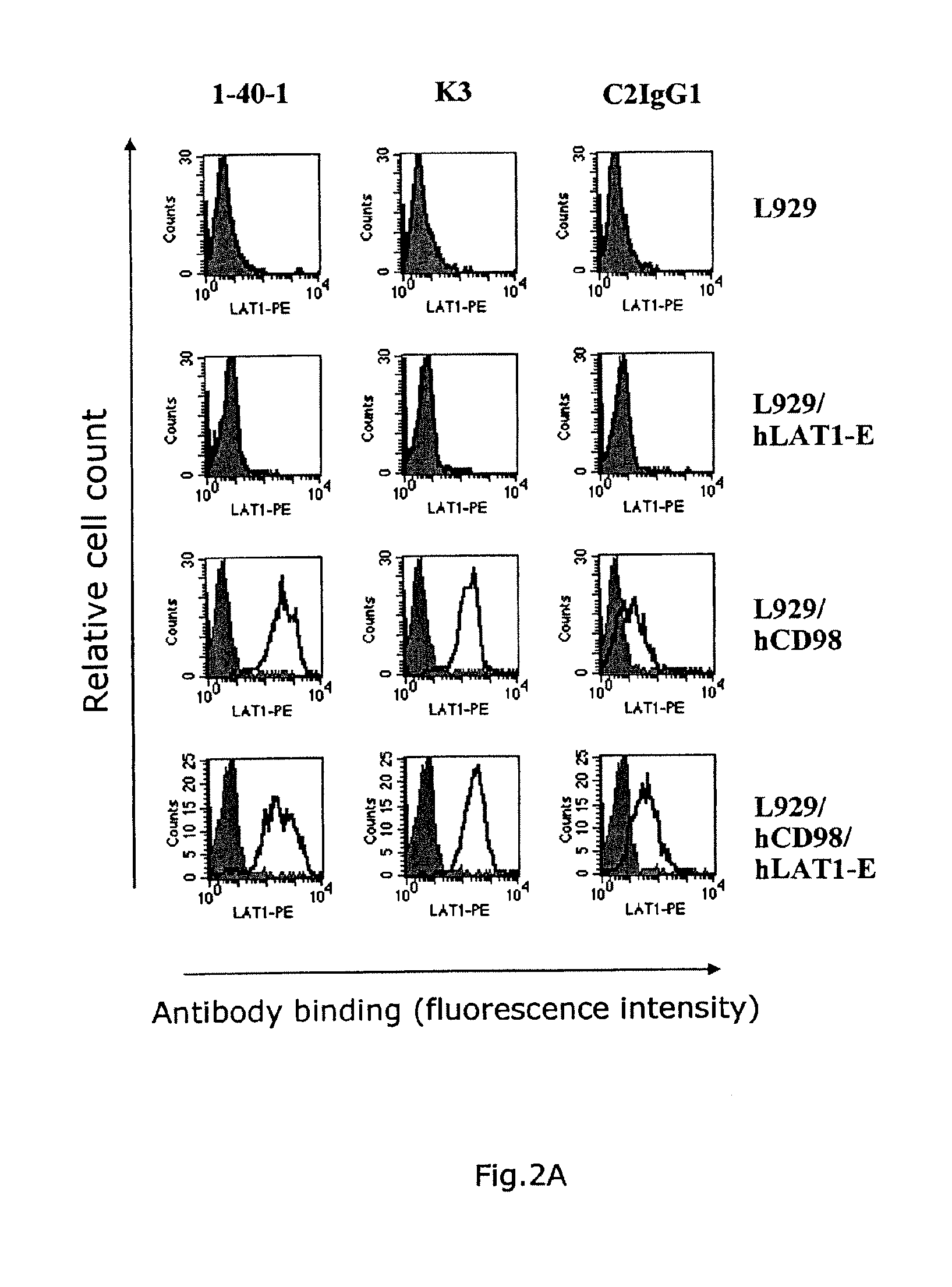 Anti-cd98 antibody