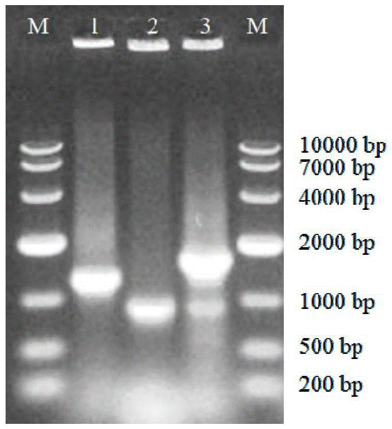 Recombined engineering bacterium for producing UDPG (uridine diphosphate glucose) and application thereof