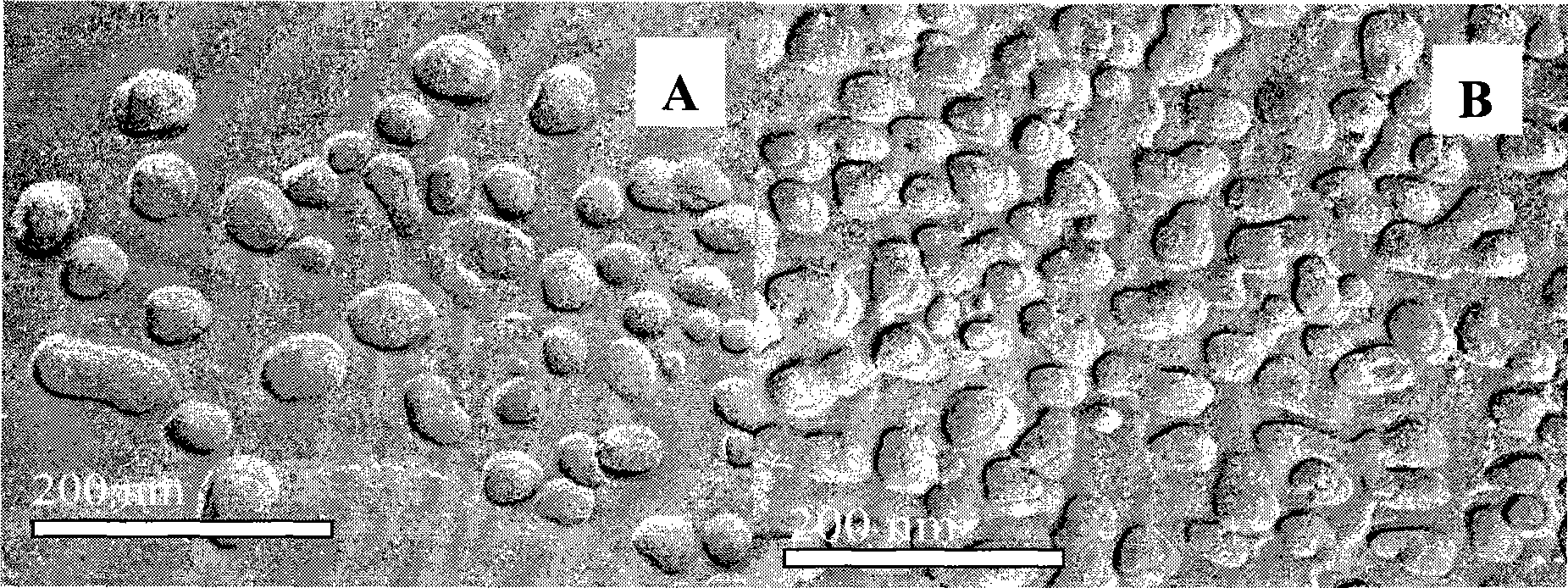 Dihydroartemisinin emulsion for injection, freeze-dried emulsion and preparation method thereof