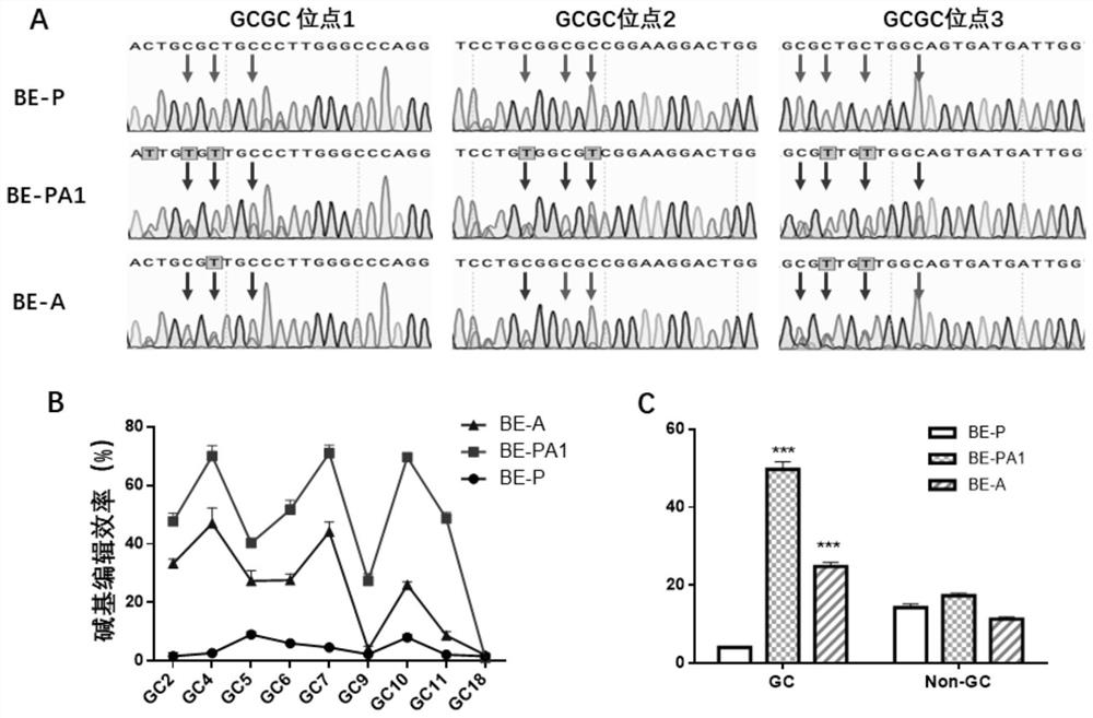 Base editing tools and their applications and methods for wide-window and sequence-bias-free base editing in eukaryotic cells