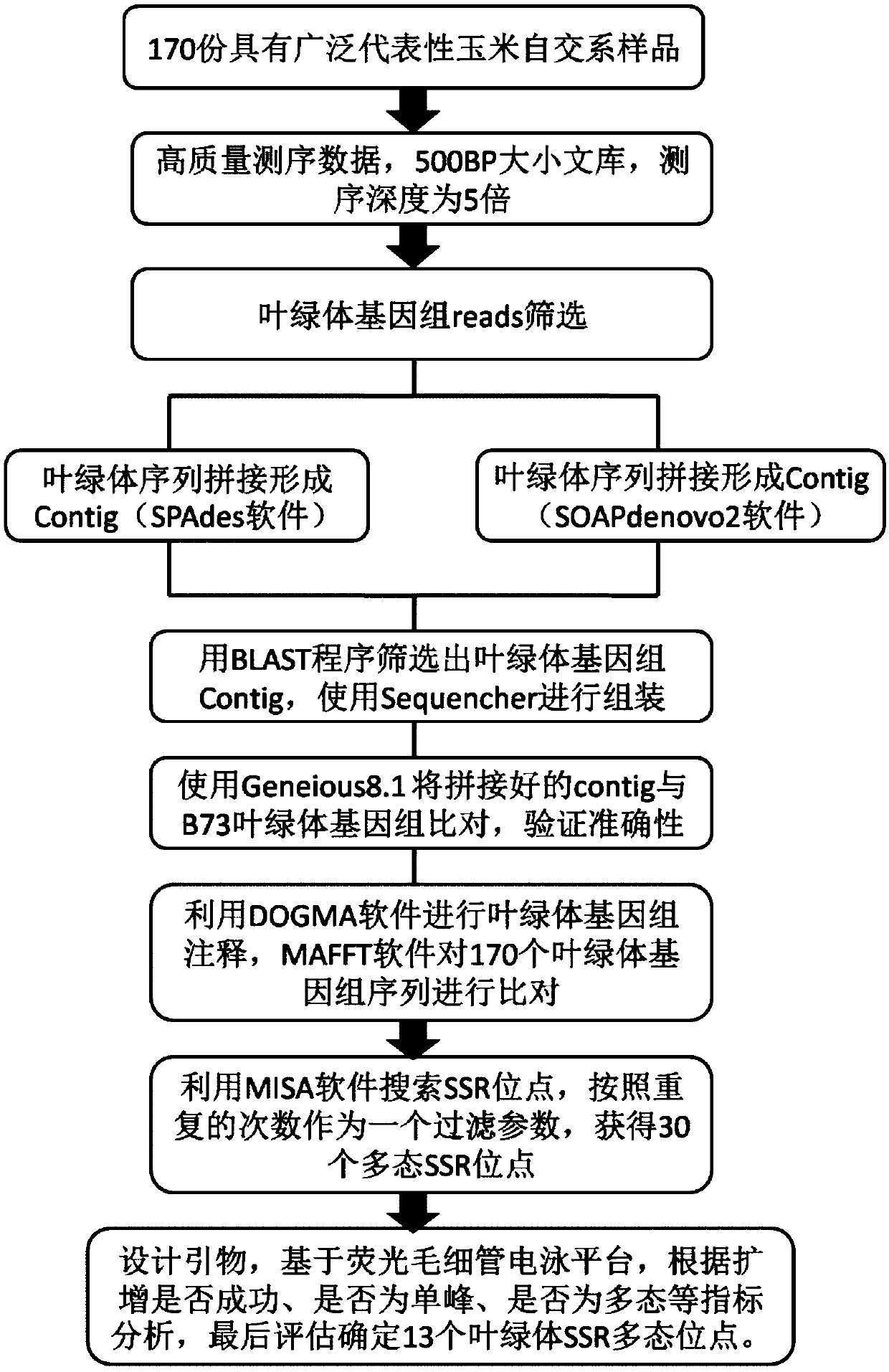 Corn chloroplast genome SSR site and application in variety identification