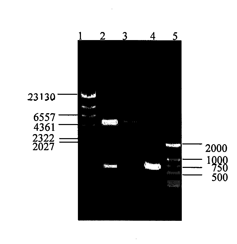 Recombinant corynebacterium crematum by expression of vitreoscilla haemoglobin gene and use thereof