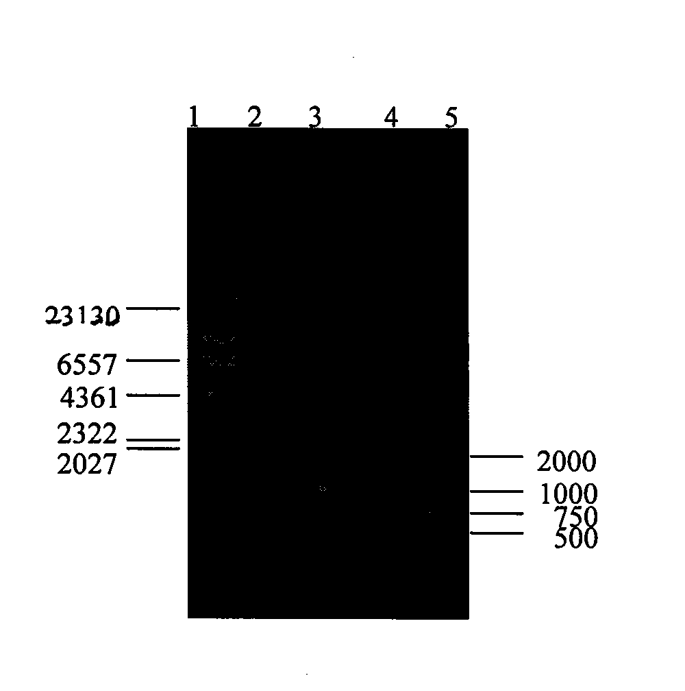 Recombinant corynebacterium crematum by expression of vitreoscilla haemoglobin gene and use thereof