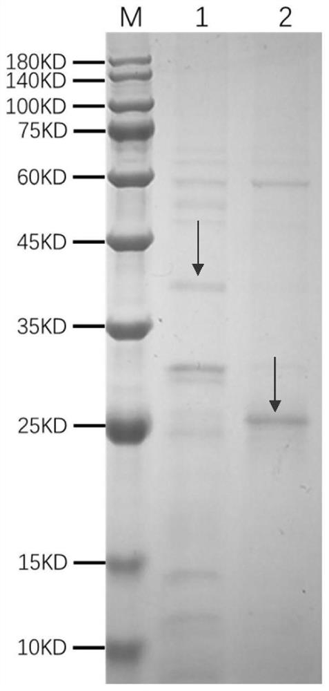 Porcine circovirus type 3 virus-like particle as well as construction method and application thereof