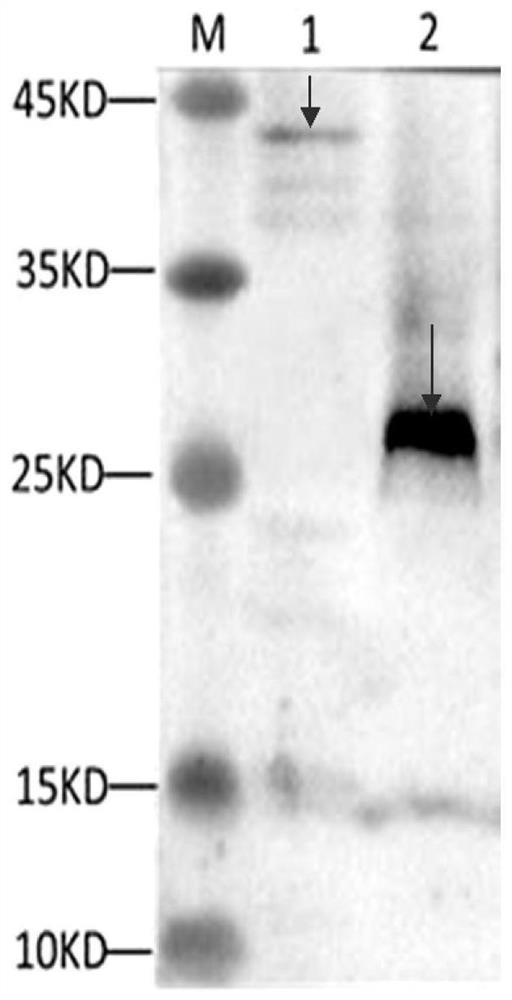 Porcine circovirus type 3 virus-like particle as well as construction method and application thereof