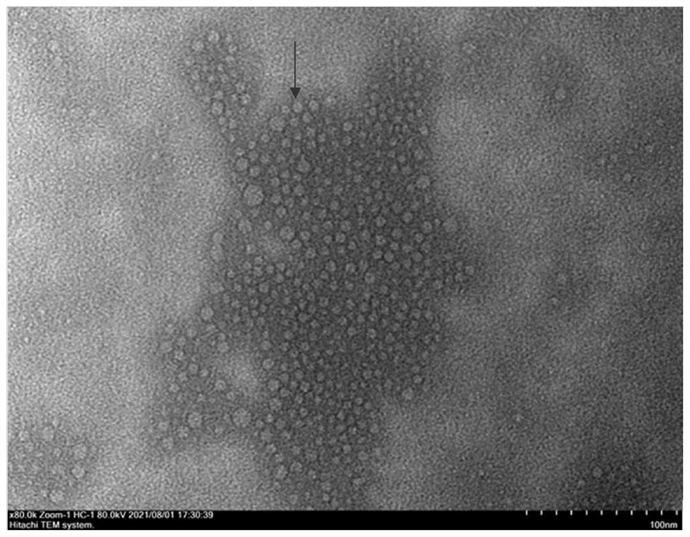 Porcine circovirus type 3 virus-like particle as well as construction method and application thereof