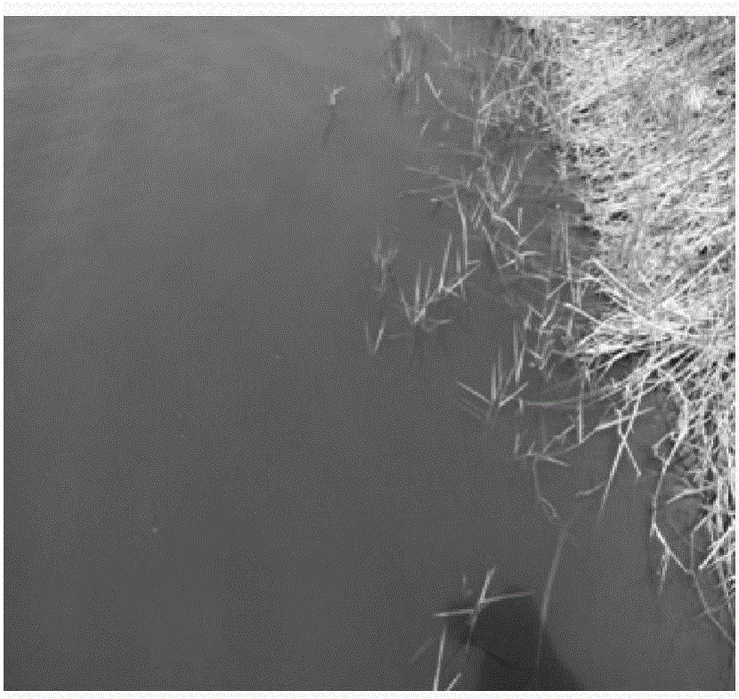 Industrial liquid-solid combined fermentation method for bacillus cereus preparation for dissolving oscillatoria in aquaculture pond