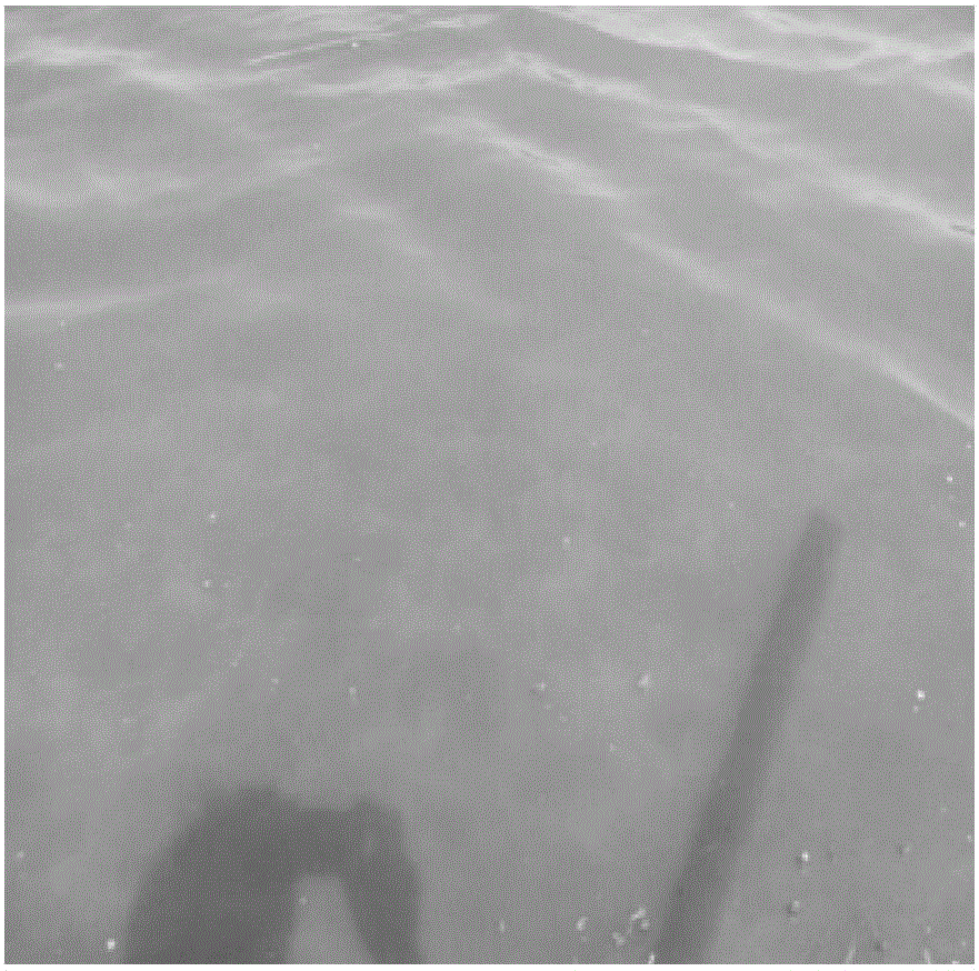 Industrial liquid-solid combined fermentation method for bacillus cereus preparation for dissolving oscillatoria in aquaculture pond