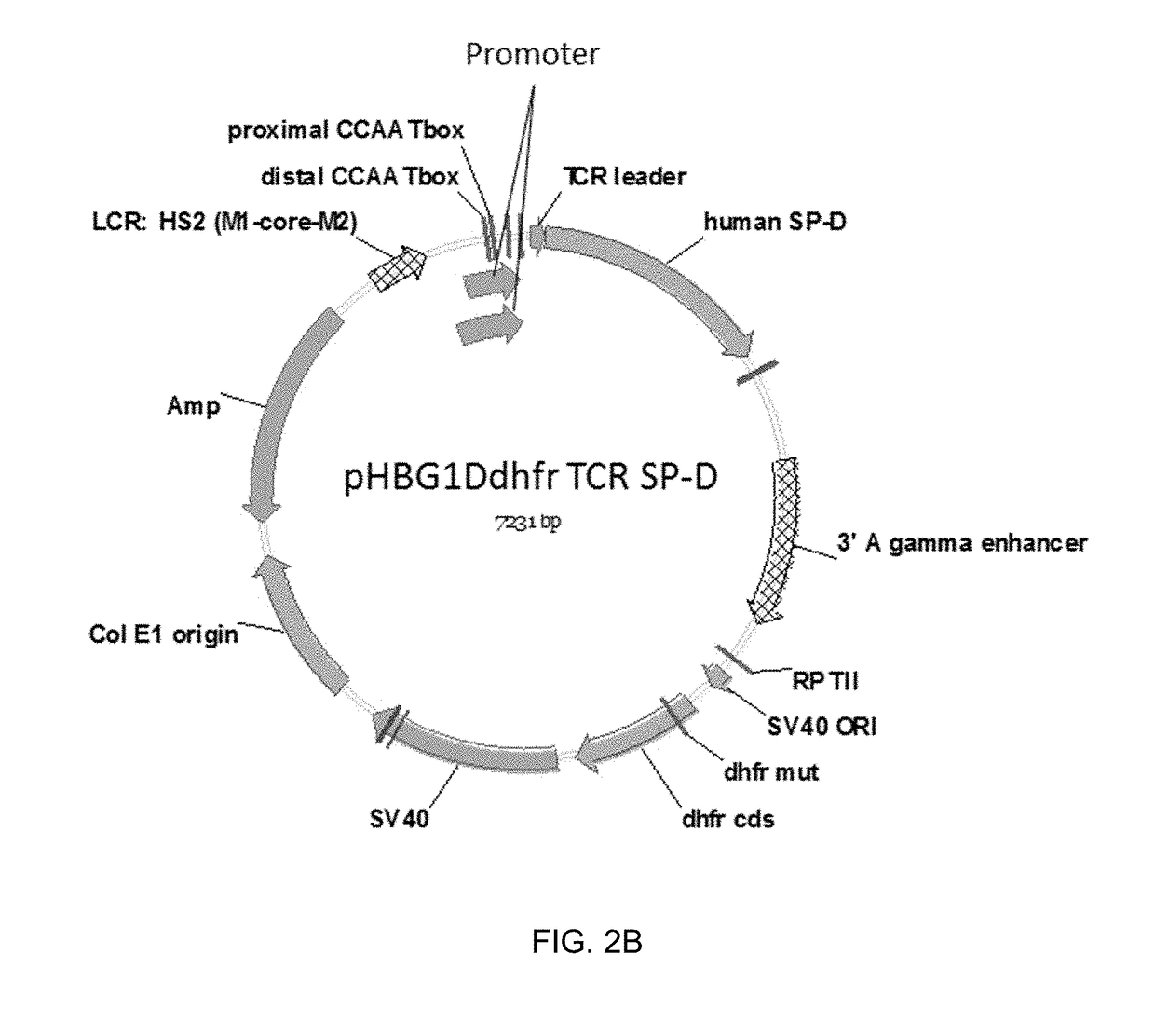 Methods and compositions for preparing surfactant protein d (sp-d)