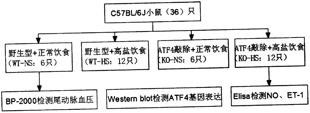 Gene-ATF4 capable of retarding blood pressure rise in high-salt induced mice