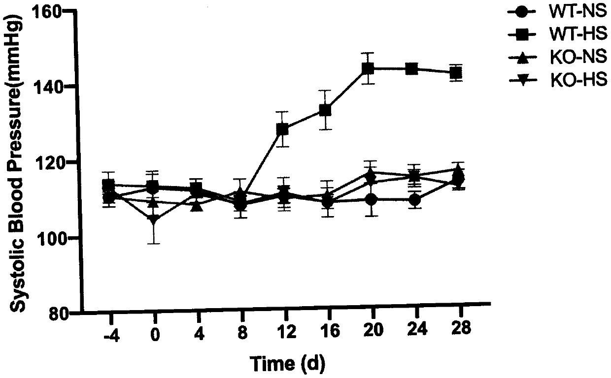 Gene-ATF4 capable of retarding blood pressure rise in high-salt induced mice