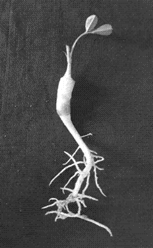 A kind of transplanting method of peanut tissue culture seedling