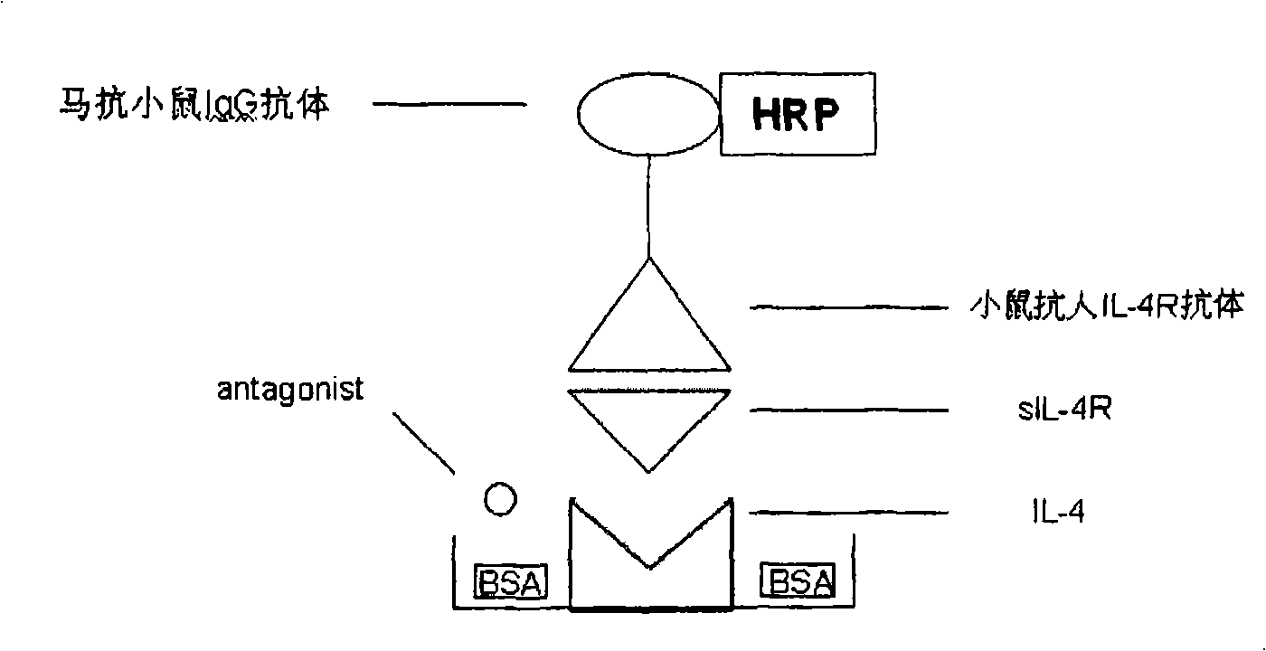 IL-4R antagonist and microorganism for generating the IL-4R antagonist