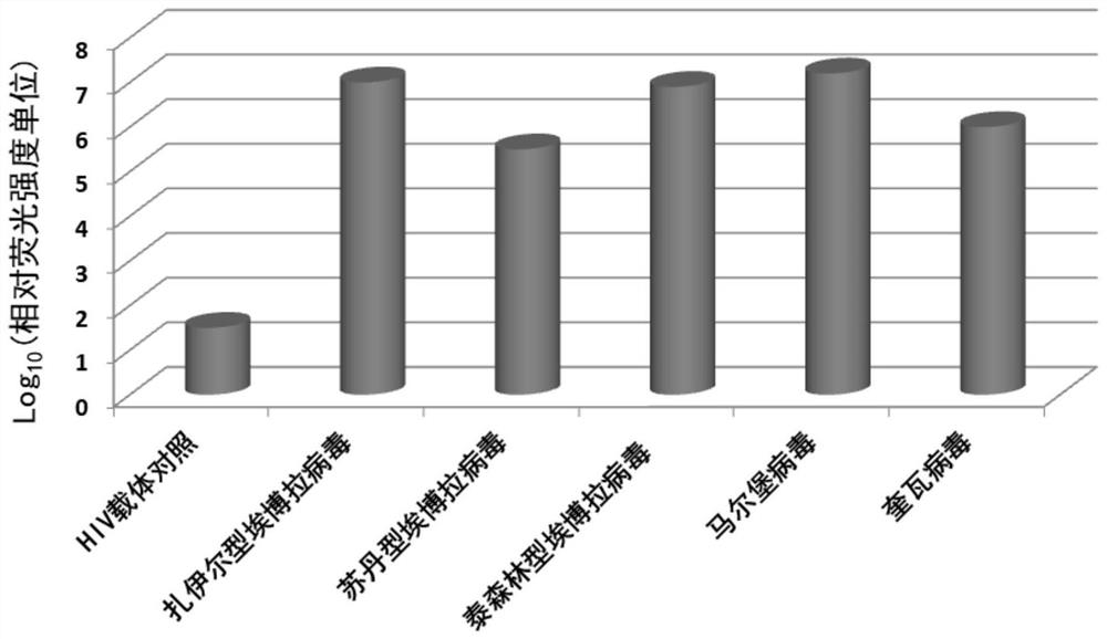 Application of Sclareol and Sclareolide in Anti-Filovirus Infection