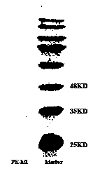 Recombinant beauveria brongniartii proteinase K mutant PK-M1 and preparation method thereof