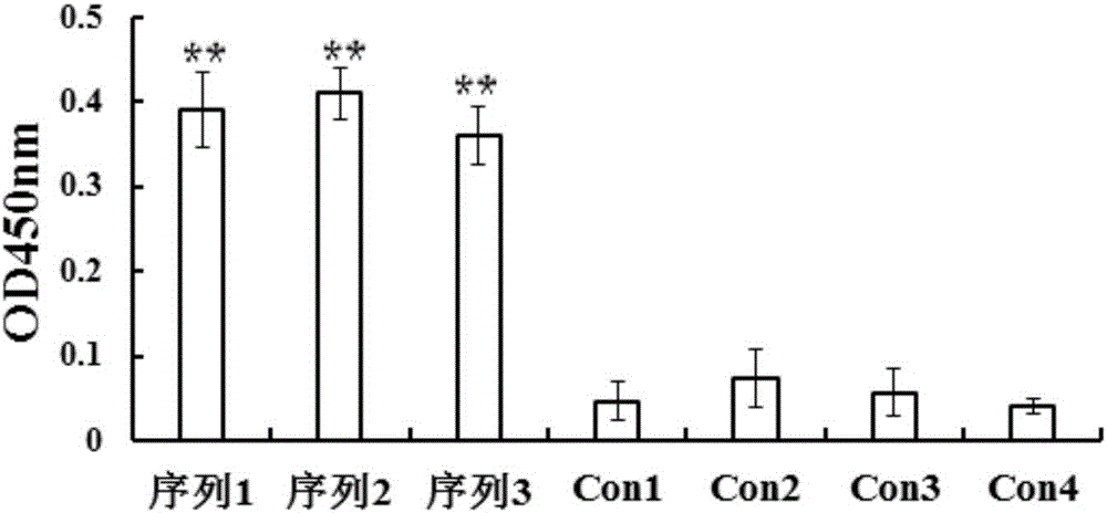 Aptamer-based enzyme-linked immunosorbent assay method for detecting iridovirus infection of groupers