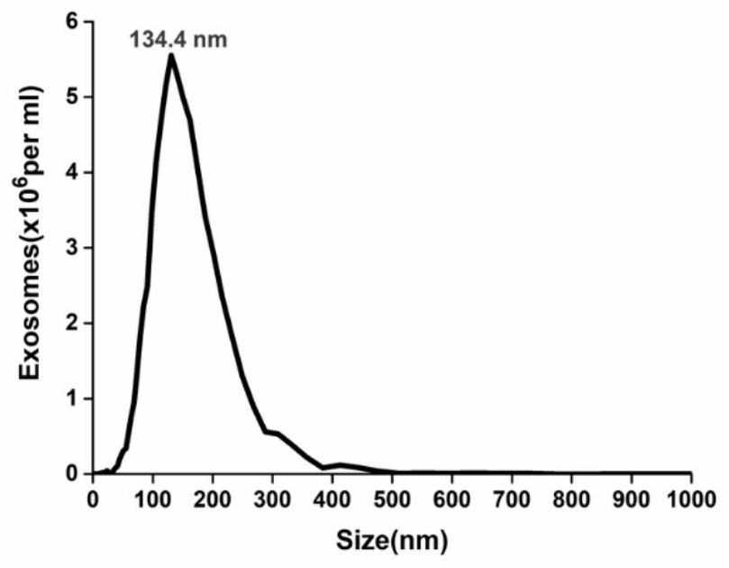 A method for detecting PD-L1 protein on the surface of extracellular vesicles by nucleic acid aptamer of programmed death receptor-ligand 1