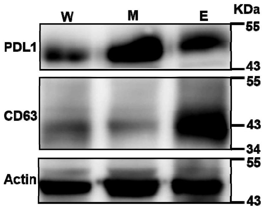 A method for detecting PD-L1 protein on the surface of extracellular vesicles by nucleic acid aptamer of programmed death receptor-ligand 1