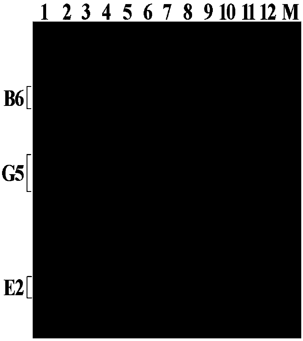 Method for SSR (simple sequence repeat) analysis of tetraploid alfalfa by multiplex PCR (polymerase chain reaction) fluorescence labeling technique