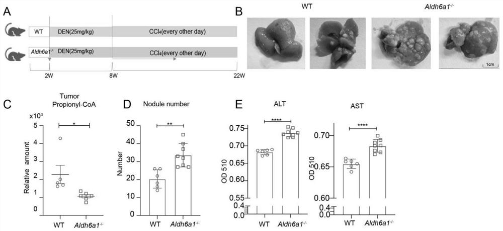 Novel metabolic marker for preparing liver cancer detection reagent and application thereof