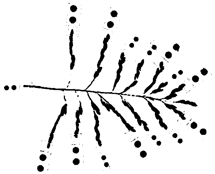 Rice-ear-grain nondestructive counting method and system based on contour information multiscale analysis