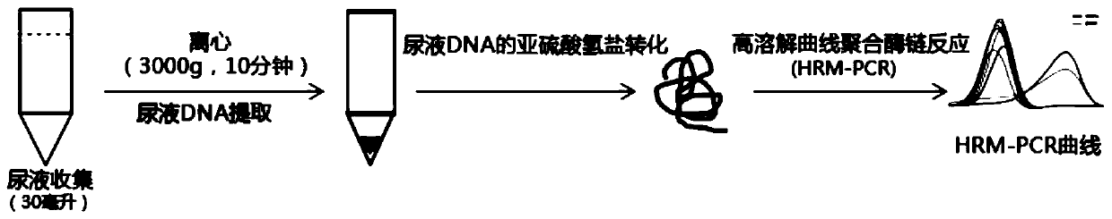 Bladder cancer diagnosis system and method of detecting methylation level of target gene in urine