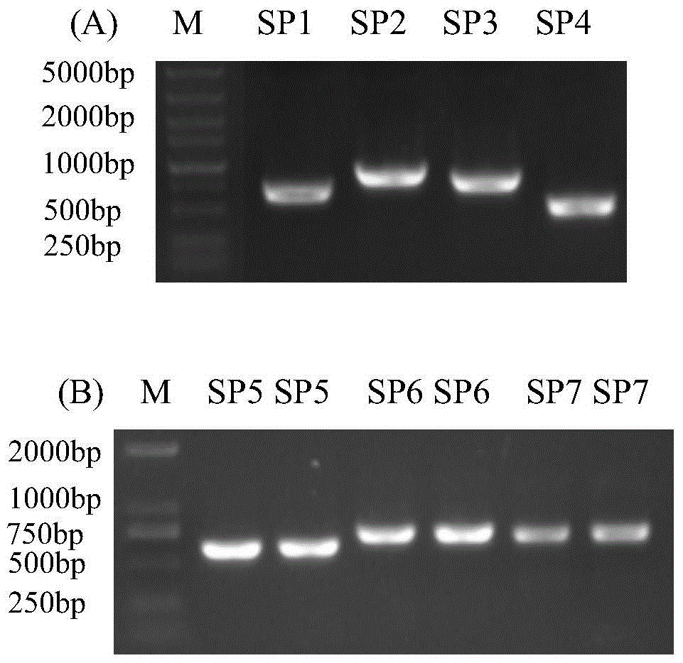 Antigen for detecting porcine epidemic diarrhea virus neutralizing antibody and its preparation method and application