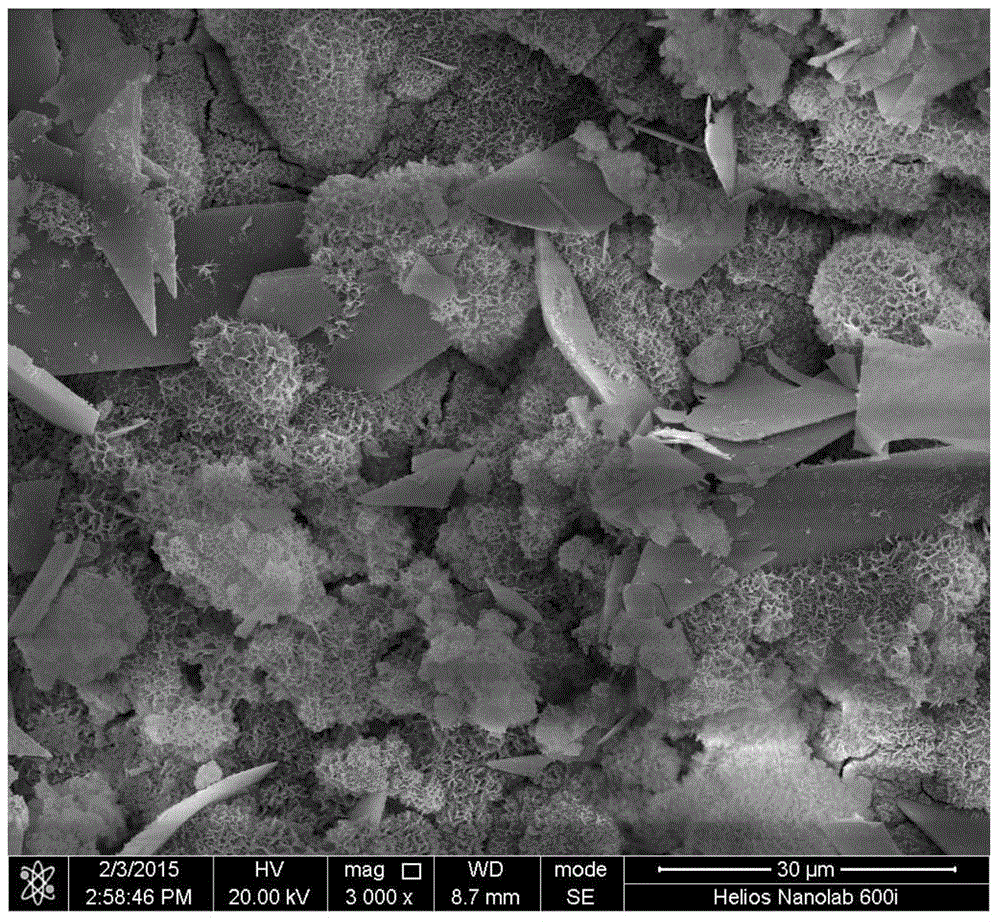 Method for carrying out electrochemical treatment on surface of biomedical magnesium or magnesium alloy with high biological activity and low degradation rate