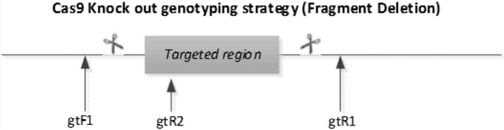 Method for constructing Glrx1 gene knock-out animal model based on CRISPR (Clustered Regularly Interspaced Short Palindromic Repeats)/Cas9 technology