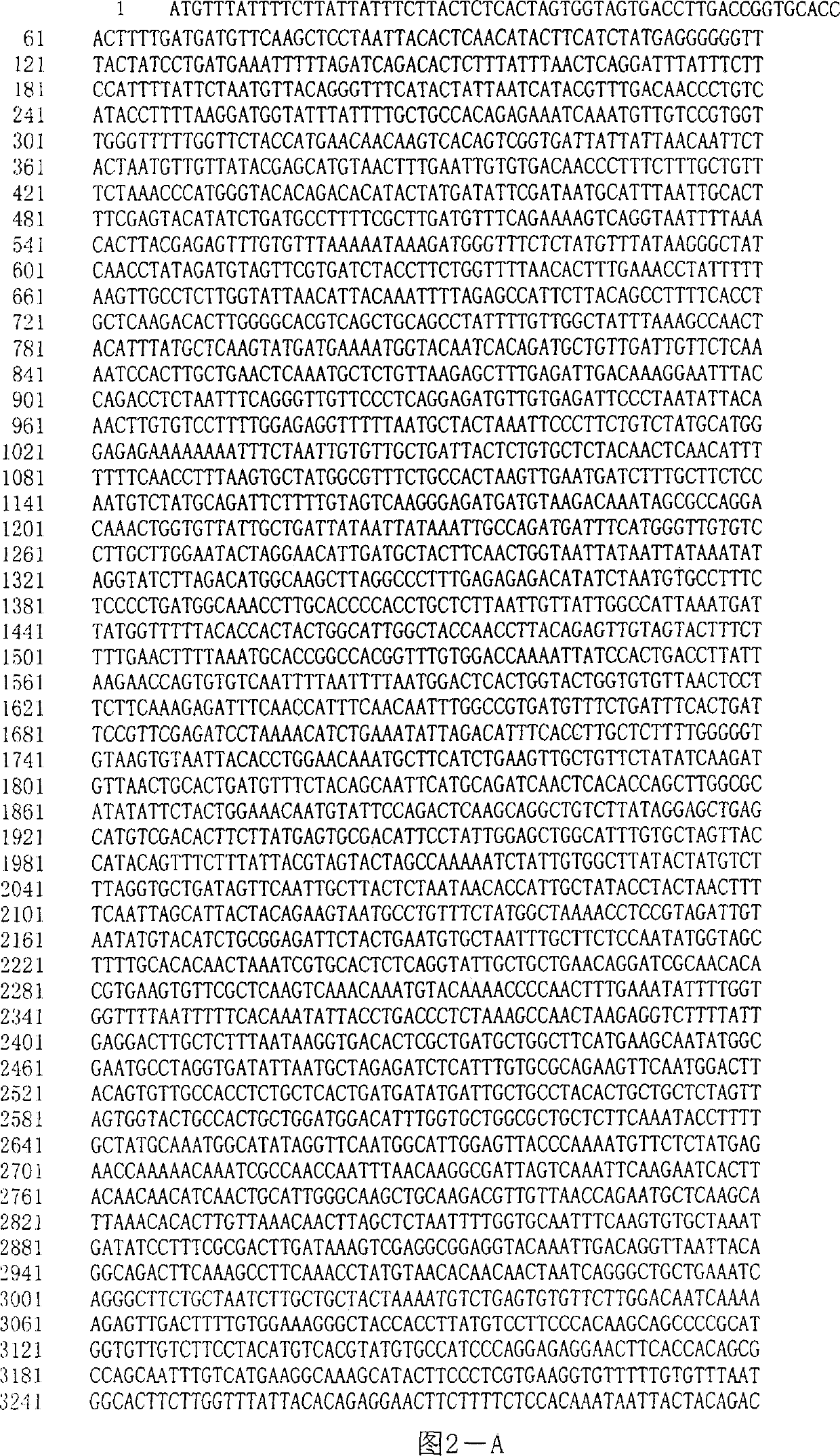 Expression of recombination SARS virus gene in pleiomorphic Hansen yeast and its use