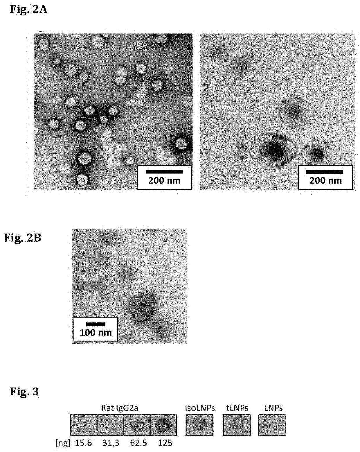 Targeted lipid particles for systemic delivery of nucleic acid molecules to leukocytes