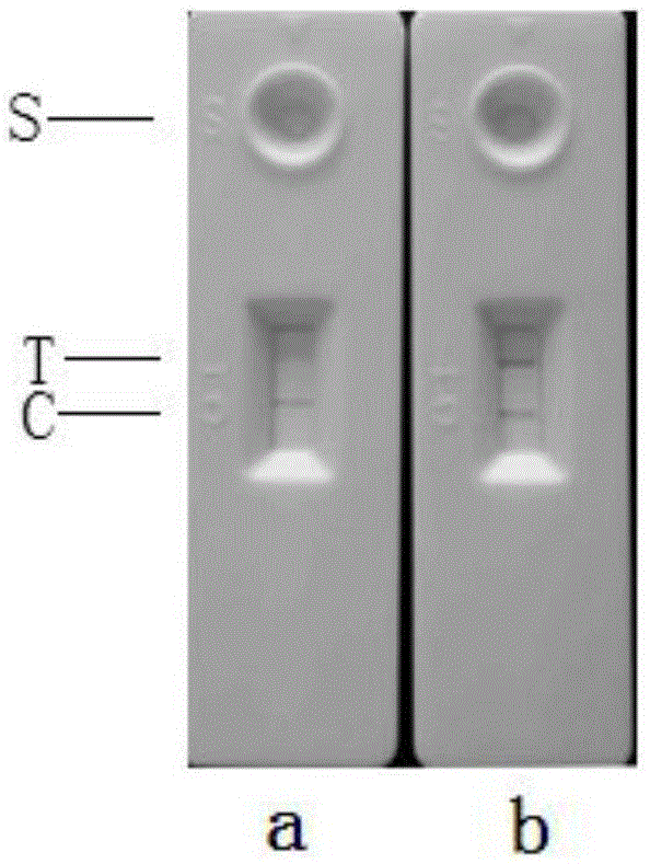 Mink canine parvovirus enteritis pathogen antigen colloidal gold detection test strip and production method thereof