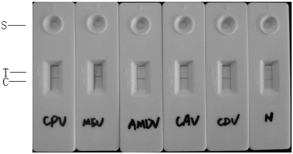 Mink canine parvovirus enteritis pathogen antigen colloidal gold detection test strip and production method thereof