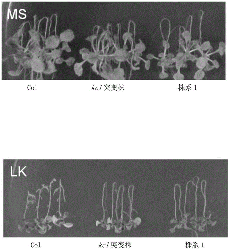 Potassium ion channel protein KC1-D as well as encoding gene and application thereof