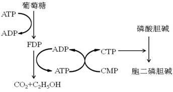 A strain of Issakia orientalis and its whole cell transformation method for producing citicoline