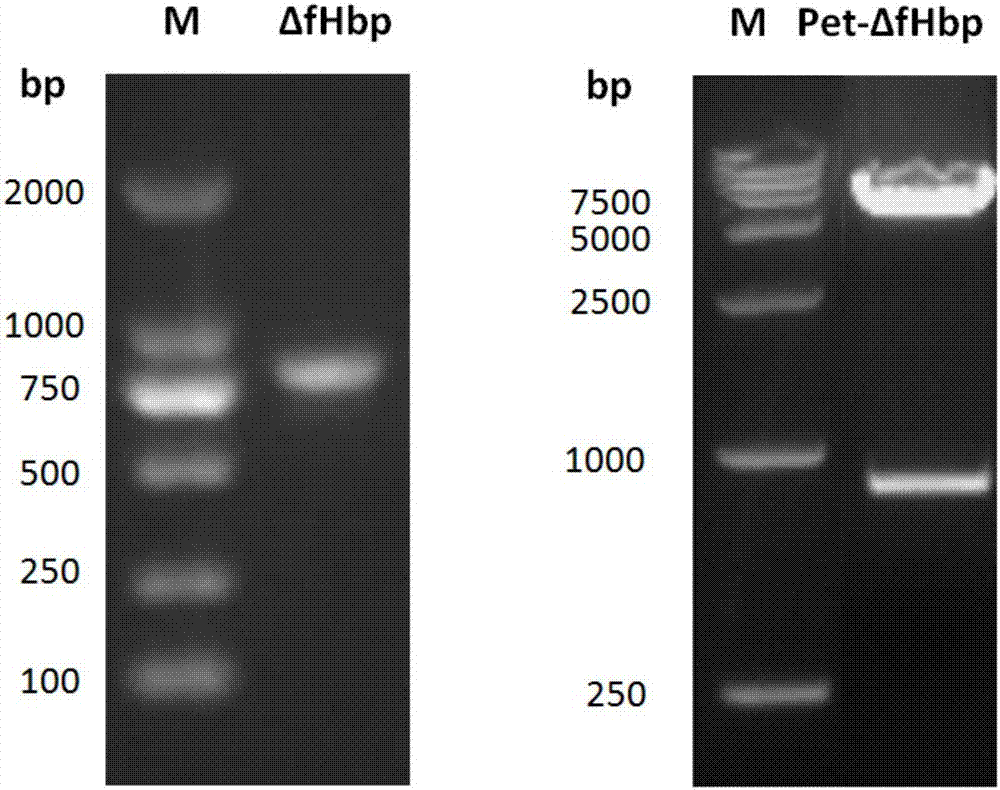 Multivalent meningococcus conjugated vaccine and preparation method thereof