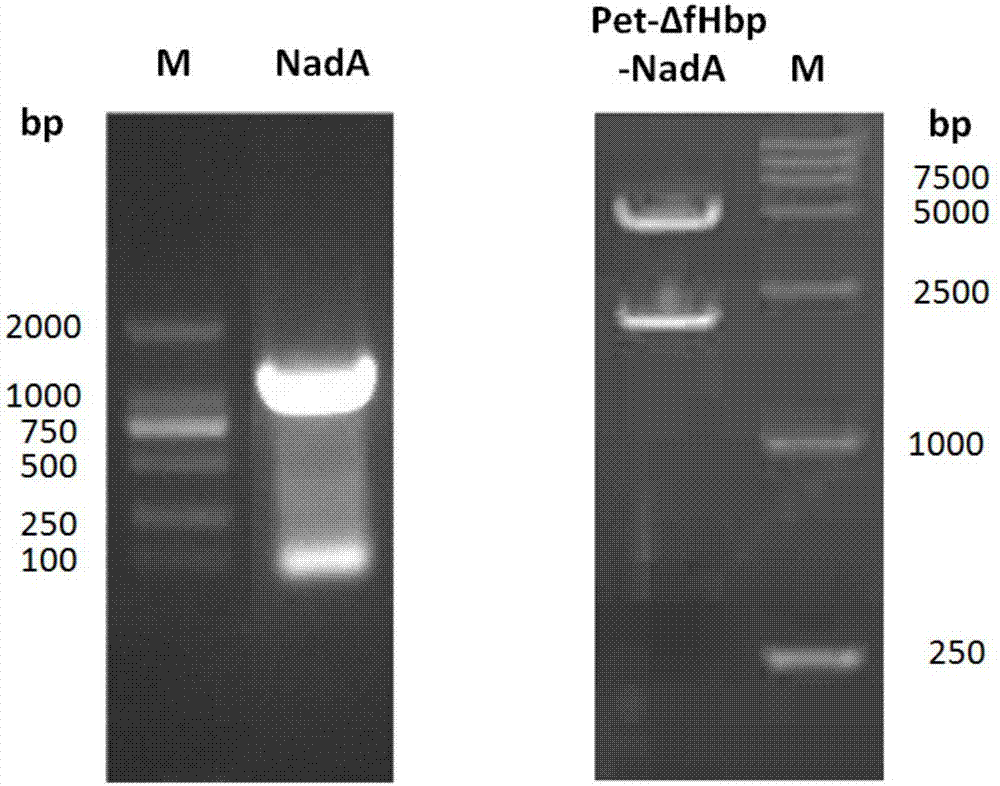 Multivalent meningococcus conjugated vaccine and preparation method thereof