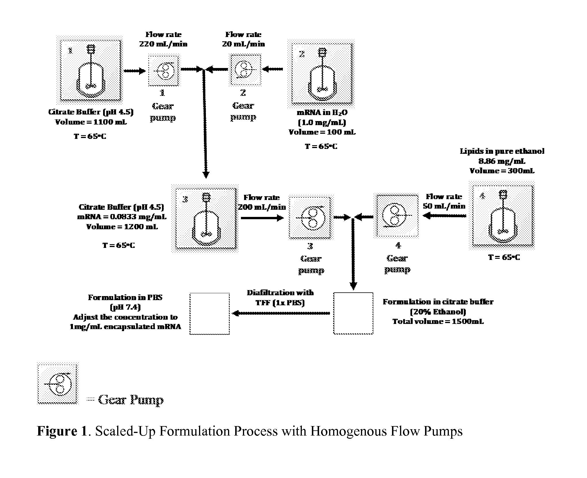 Encapsulation of messenger RNA