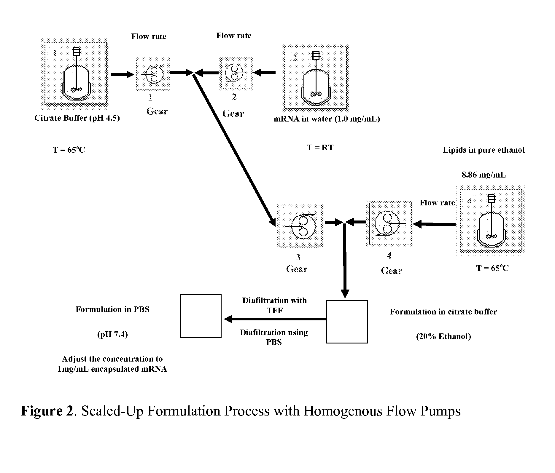 Encapsulation of messenger RNA