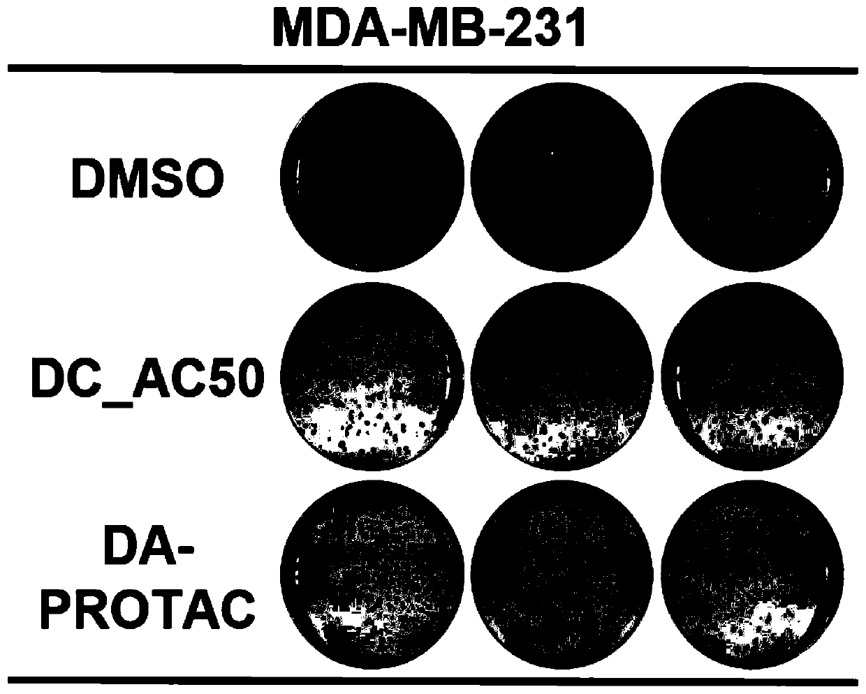 Small-molecule inhibitor for degrading copper ion transport proteins Atox1 and CCS and application thereof