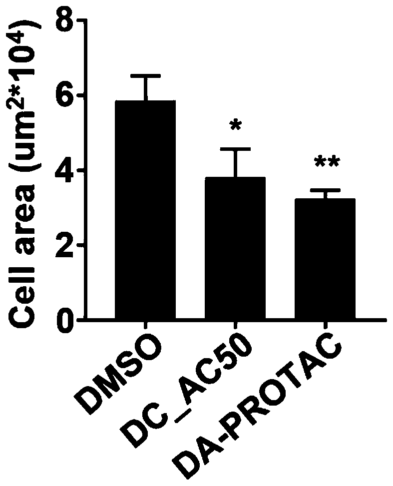 Small-molecule inhibitor for degrading copper ion transport proteins Atox1 and CCS and application thereof