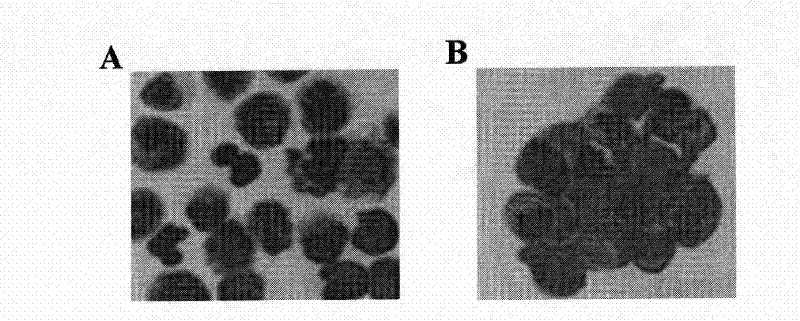 Method for preparing monocyte type stem cell and application