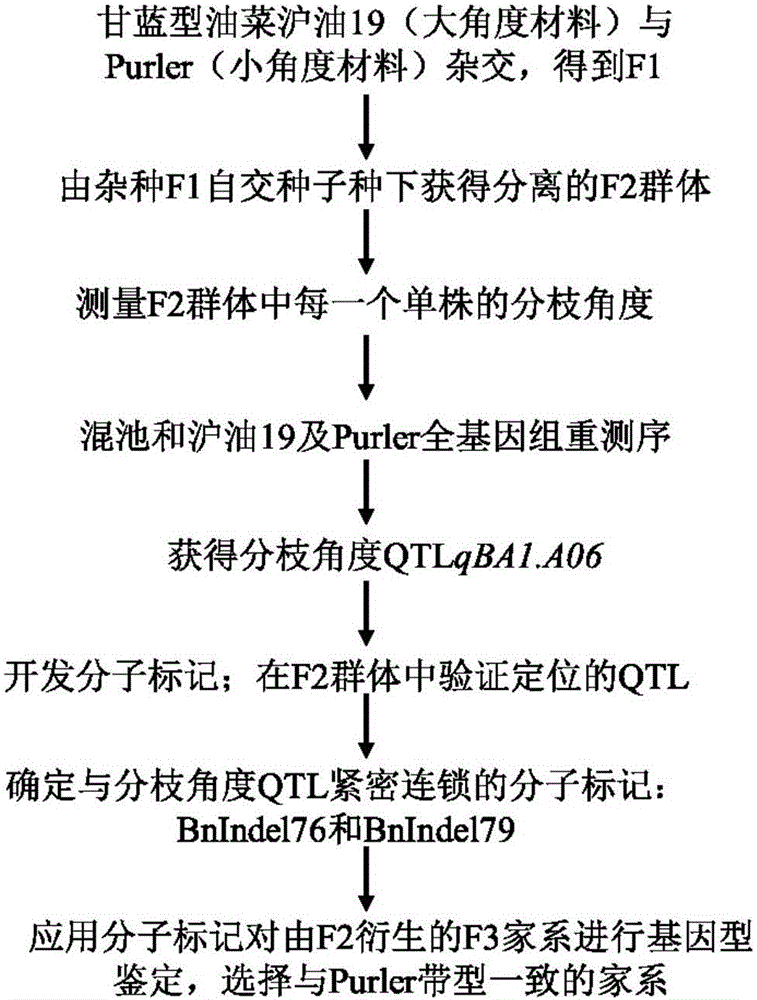 Molecular marker in close linkage with rape crotch angle character QTL (Quantitative Trait Loci) and application