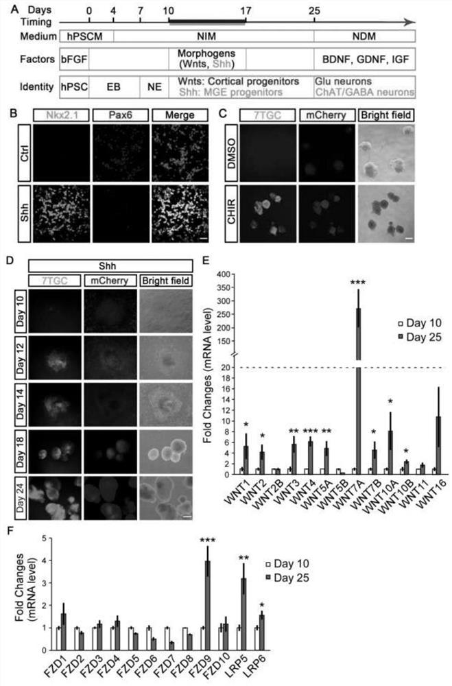 Method for amplifying human neural precursor cells through regulation of Wnt signals and/or Notch signals