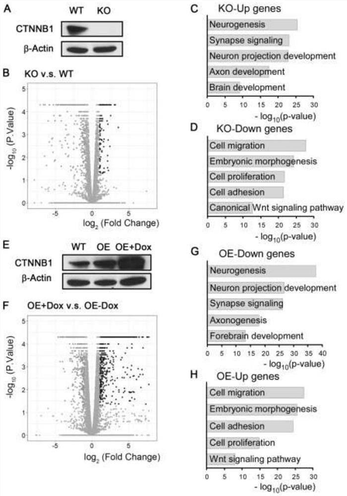 Method for amplifying human neural precursor cells through regulation of Wnt signals and/or Notch signals