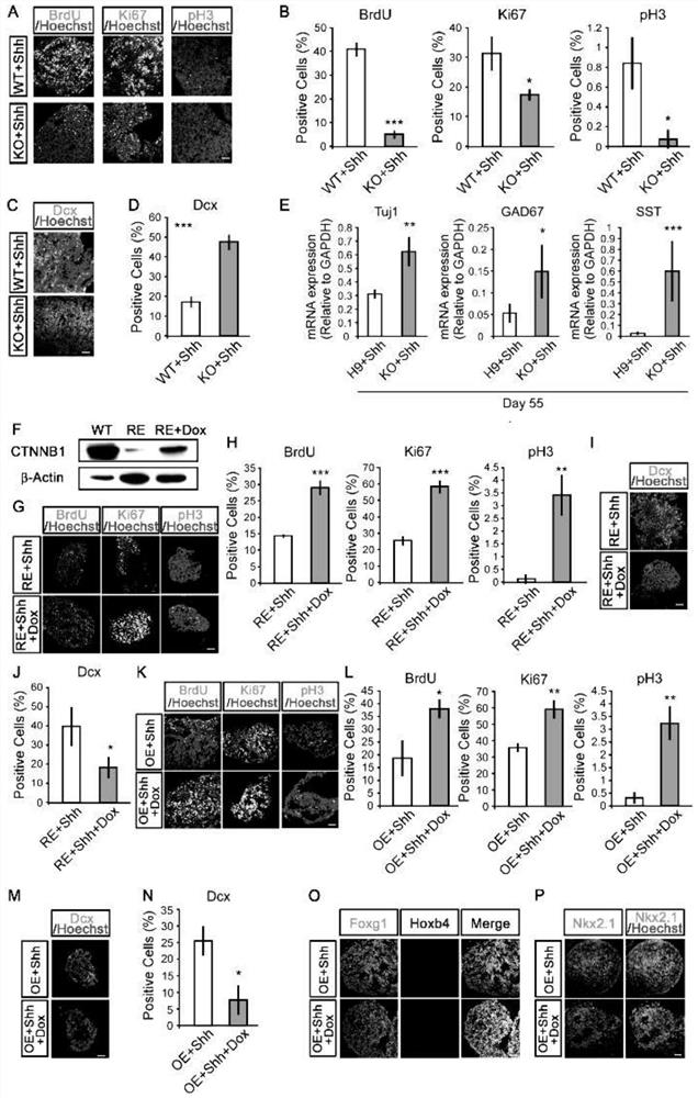 Method for amplifying human neural precursor cells through regulation of Wnt signals and/or Notch signals